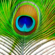 burung-merak 33 senarai